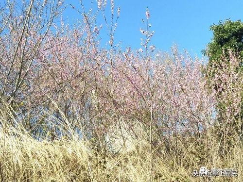 满堂春花为谁结,探寻花语背后的情感密码